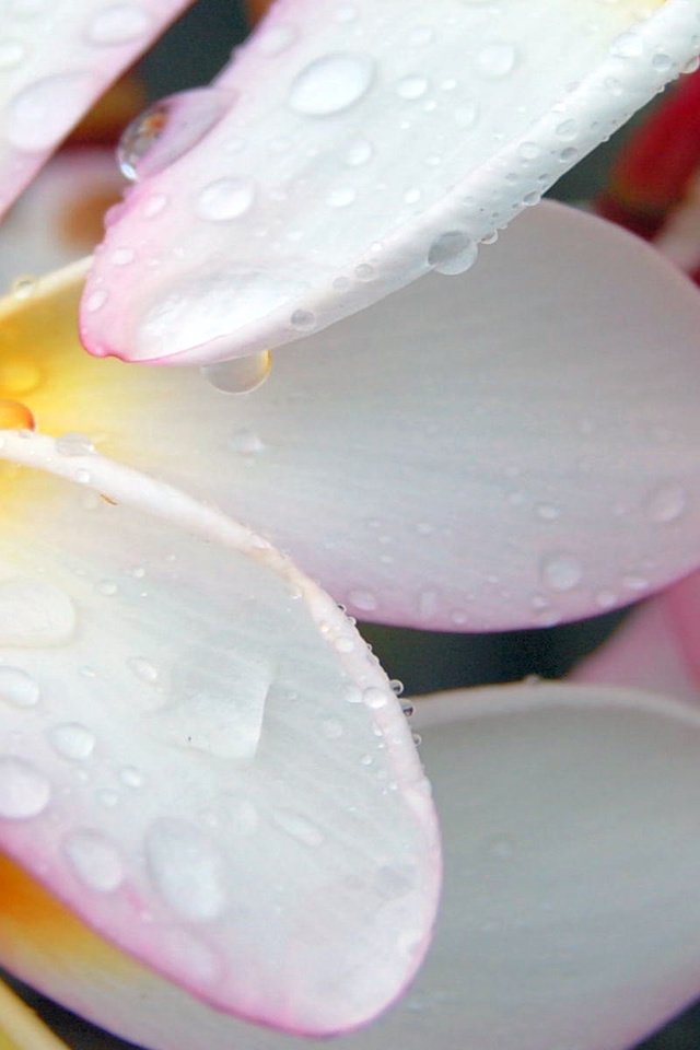 Обои макро, капли, лепестки, белый, плюмерия, франжипани, macro, drops, petals, white, plumeria, frangipani разрешение 1920x1200 Загрузить