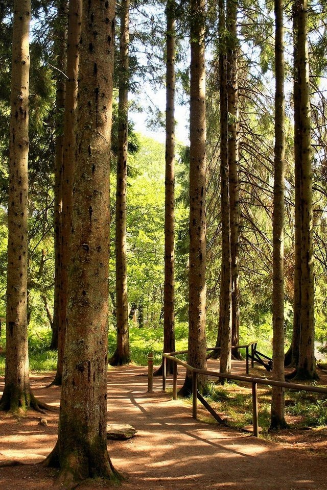 Обои деревья, лес, стволы, ограждение, сосны, тропа, trees, forest, trunks, the fence, pine, trail разрешение 1920x1200 Загрузить