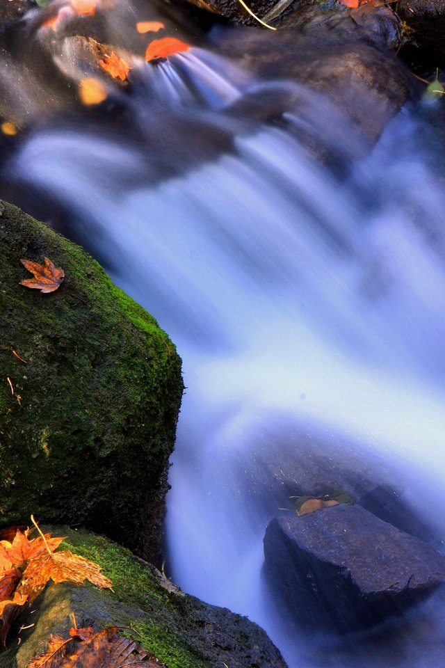 Обои вода, листья, мох, стихии, water, leaves, moss, elements разрешение 2300x1550 Загрузить