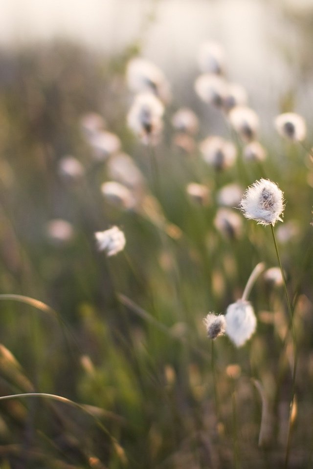 Обои трава, растения, фокус камеры, grass, plants, the focus of the camera разрешение 1920x1200 Загрузить