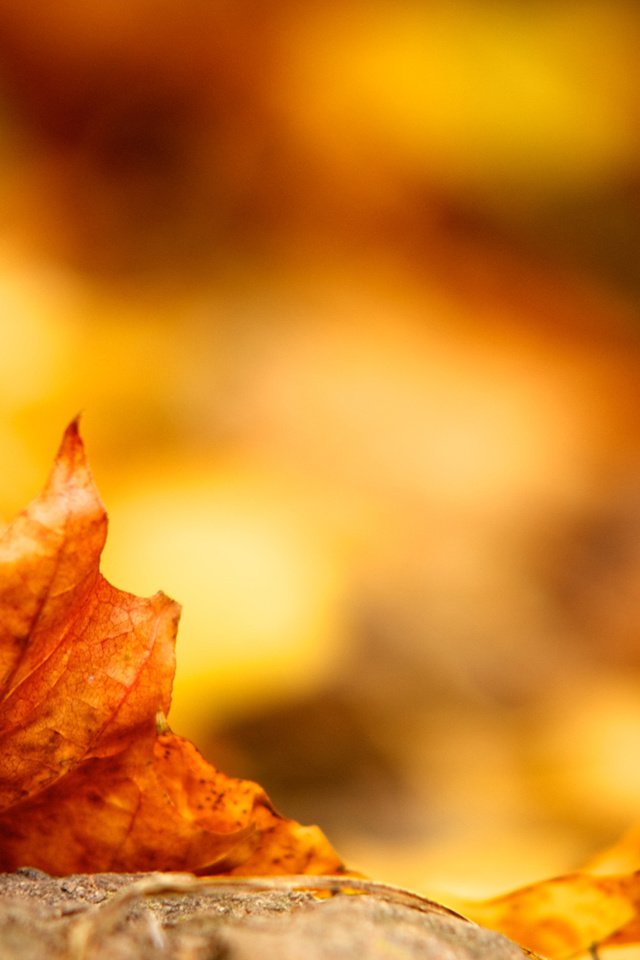 Обои земля, желтый, листок, осень, лист, earth, yellow, leaf, autumn, sheet разрешение 2560x1600 Загрузить