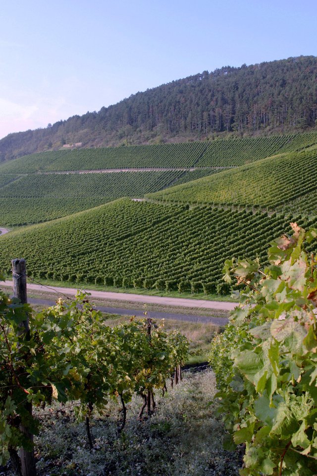 Обои виноград, плантации, вино, виноградник, grapes, plantation, wine, vineyard разрешение 1920x1200 Загрузить