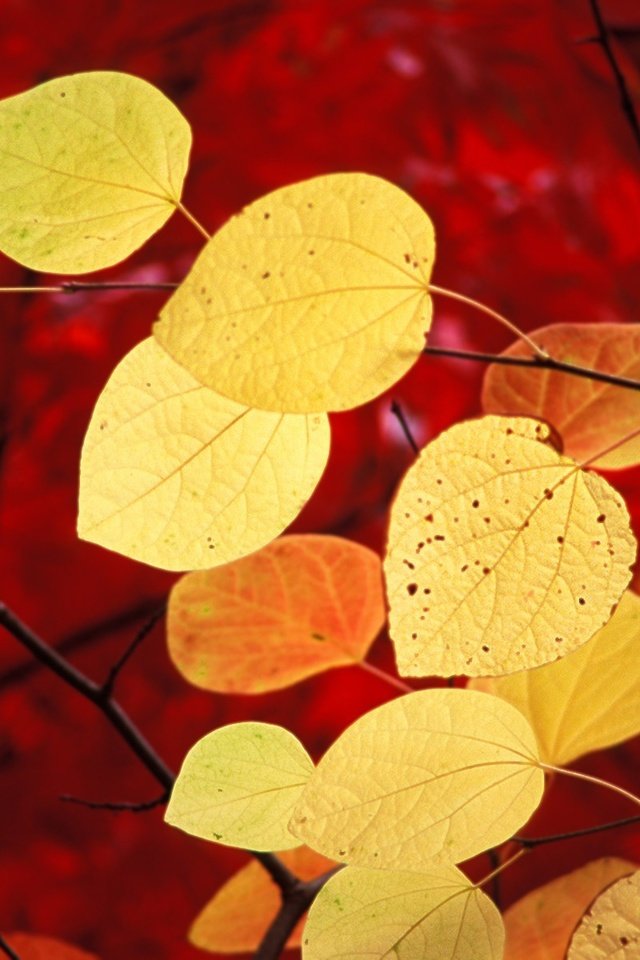 Обои листья, осень, красный, windows 7, семерка, виндовс 7 природа, leaves, autumn, red, seven, windows 7 nature разрешение 1920x1200 Загрузить