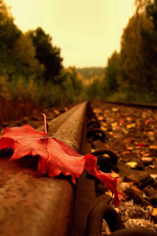 Обои дорога, рельсы, осень, лист, road, rails, autumn, sheet разрешение 1920x1440 Загрузить