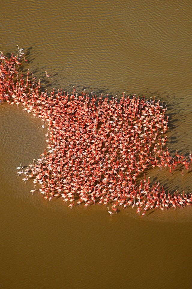 Обои фламинго, мексика, flamingo, mexico разрешение 1920x1200 Загрузить