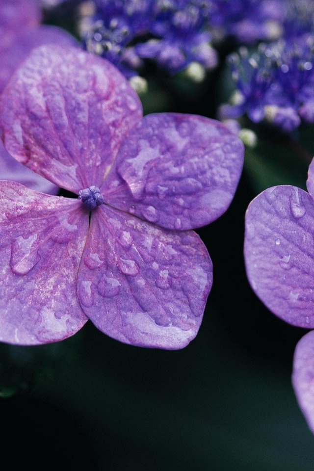 Цветок в виде бабочки фиолетового цвета название фото