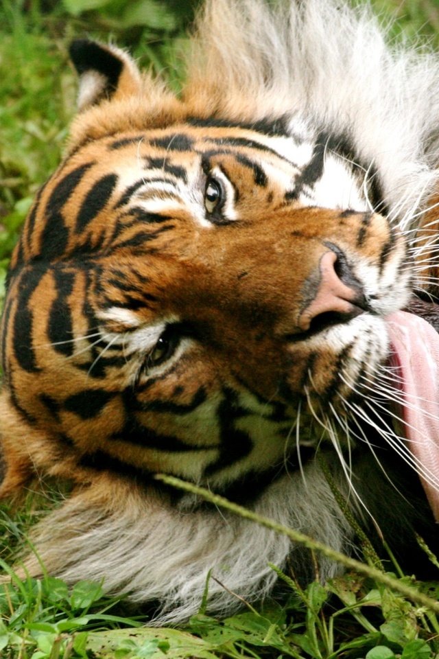 Обои тигр, трава, язык, tiger, grass, language разрешение 1920x1200 Загрузить