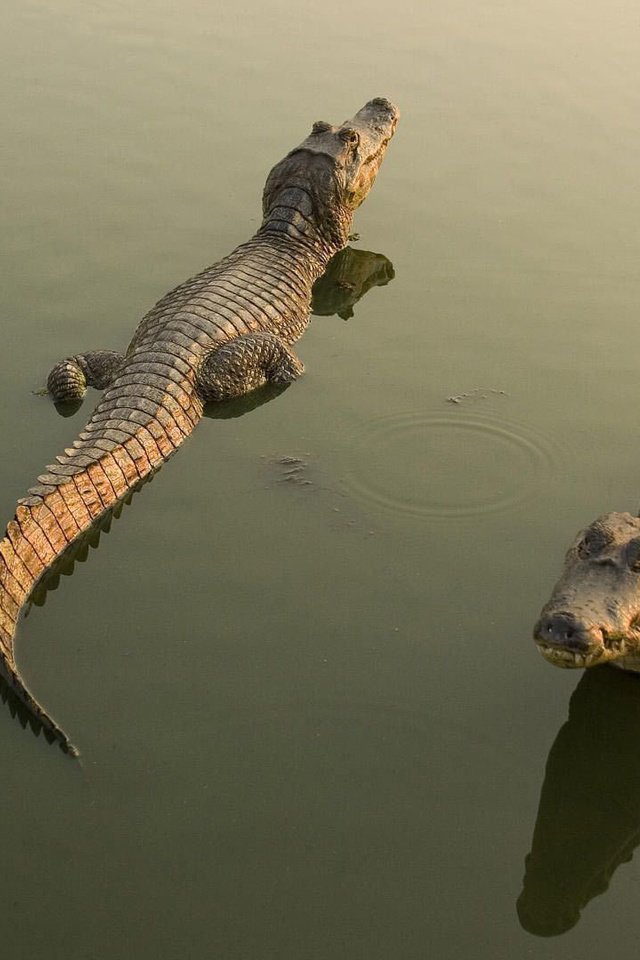 Обои вода, отражение, крокодилы, кайманы, water, reflection, crocodiles, cayman разрешение 1920x1080 Загрузить