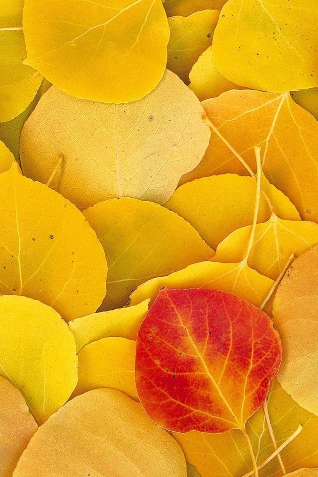 Обои листья, осень, желтые, leaves, autumn, yellow разрешение 1999x1333 Загрузить