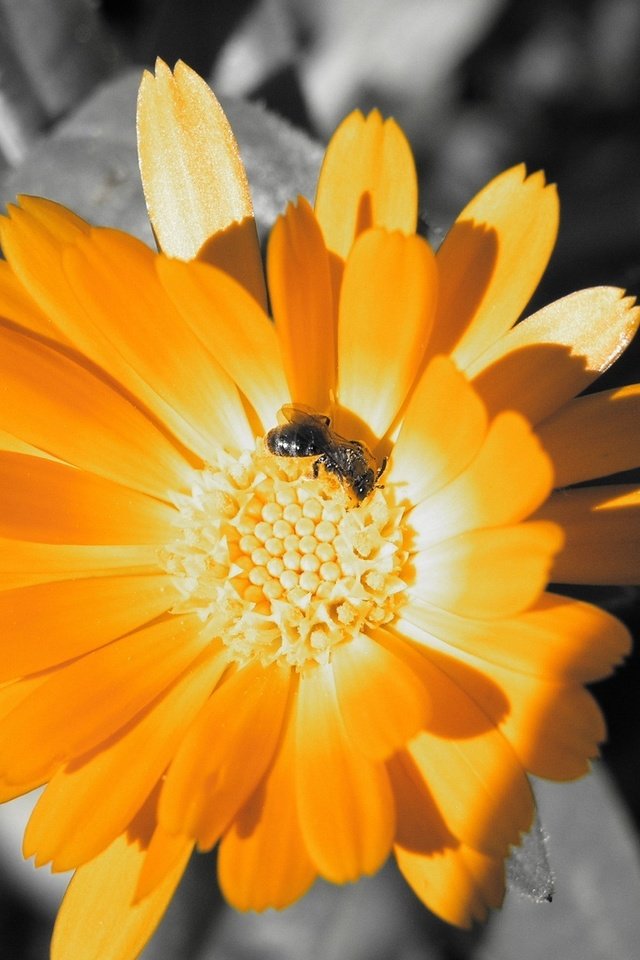 Обои цвет, оранжевый, пчела, color, orange, bee разрешение 2560x1600 Загрузить