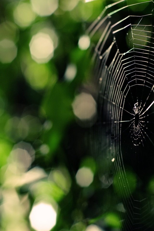 Обои зелень, паук, паутина, greens, spider, web разрешение 1920x1440 Загрузить
