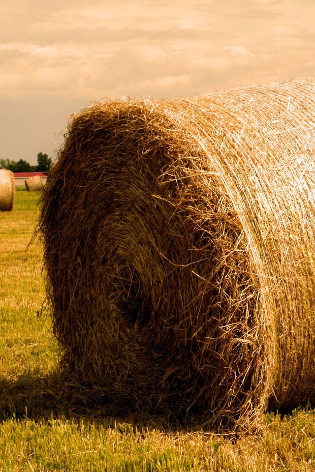 Обои поле, сено, солома, тюк, тюки, рулоны, field, hay, straw, bale, bales, rolls разрешение 1920x1440 Загрузить