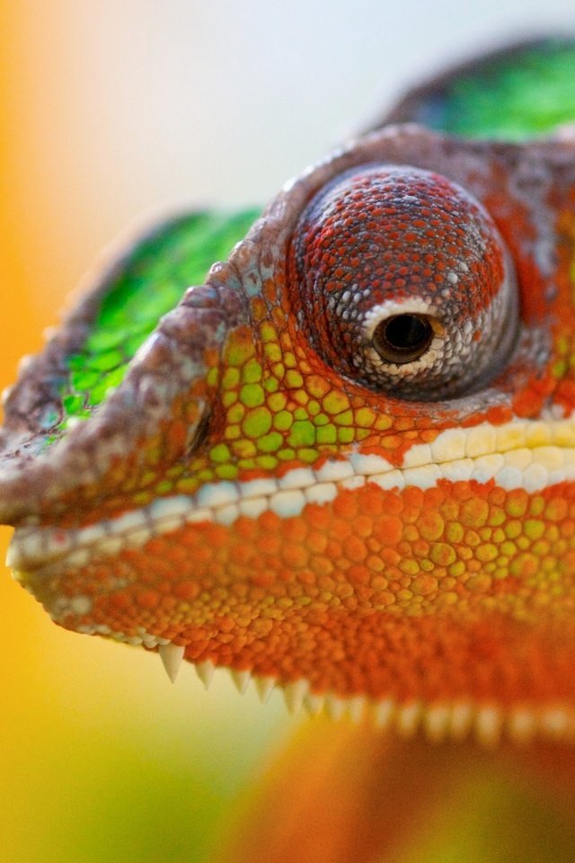 Обои животное, хамелеон, цветной, animal, chameleon, color разрешение 2560x1600 Загрузить