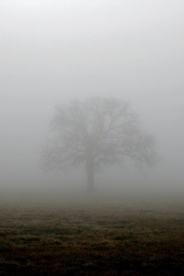 Обои дерево, туман, поле, tree, fog, field разрешение 1944x1296 Загрузить