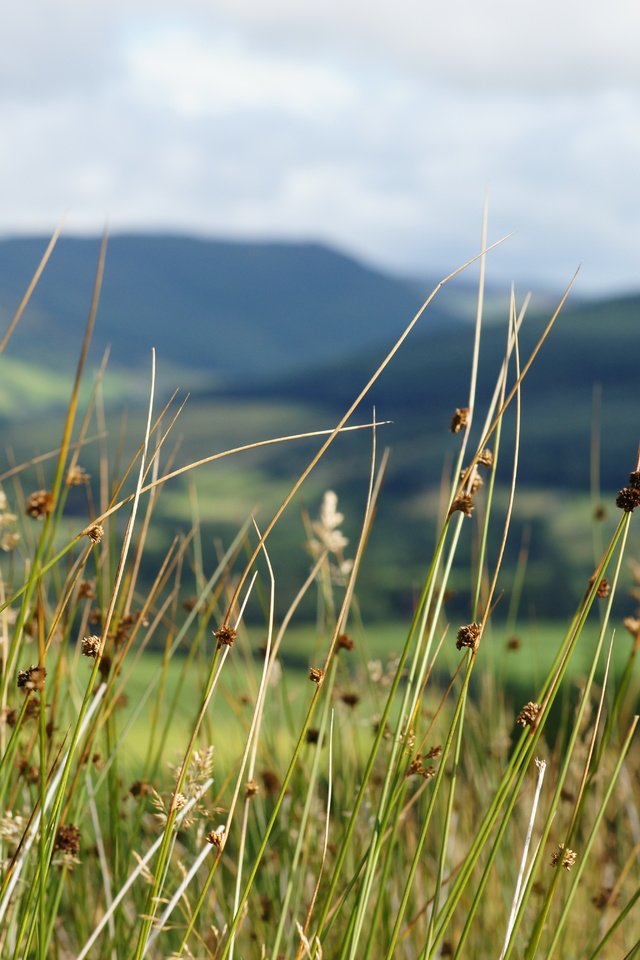 Обои небо, трава, горы, the sky, grass, mountains разрешение 6048x4032 Загрузить