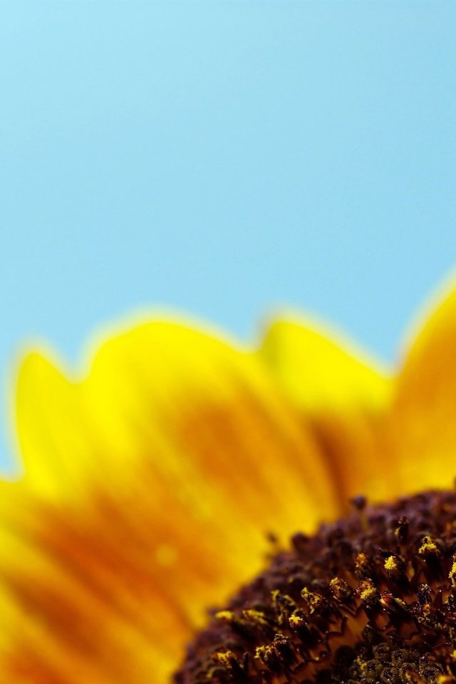 Обои желтый, синий, лепестки, минимализм, yellow, blue, petals, minimalism разрешение 2560x1600 Загрузить