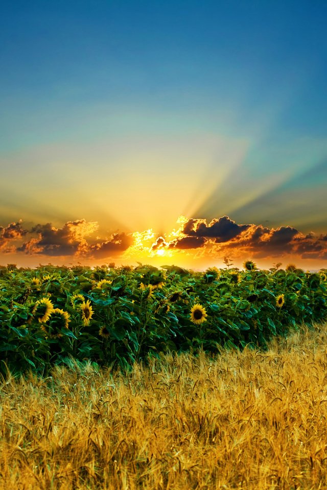 Обои небо, облака, солнце, поле, колосья, подсолнухи, the sky, clouds, the sun, field, ears, sunflowers разрешение 2560x1600 Загрузить