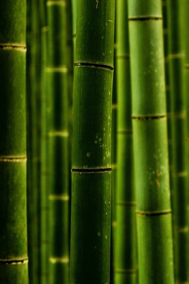 Обои природа, обои, макро, фото, стволы, бамбук, nature wallpapers, green style, macro photos, nature, wallpaper, macro, photo, trunks, bamboo разрешение 2560x1600 Загрузить