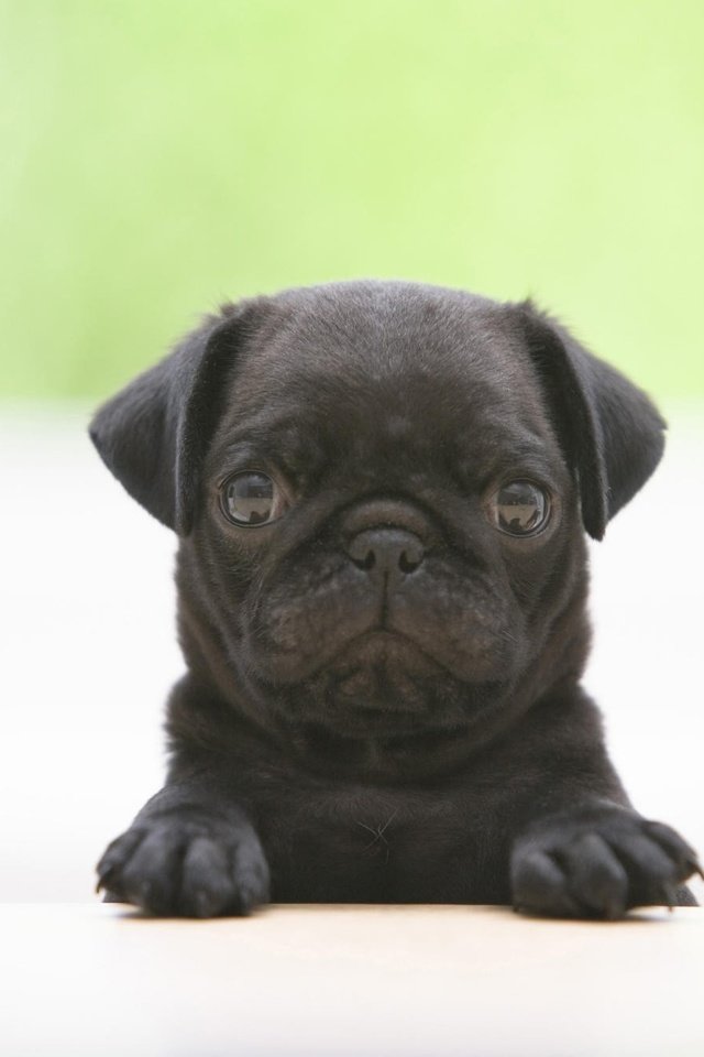 Обои мордочка, взгляд, черный, собака, щенок, растерянный, курносый, мопс, muzzle, look, black, dog, puppy, confused, snub, pug разрешение 2000x1333 Загрузить