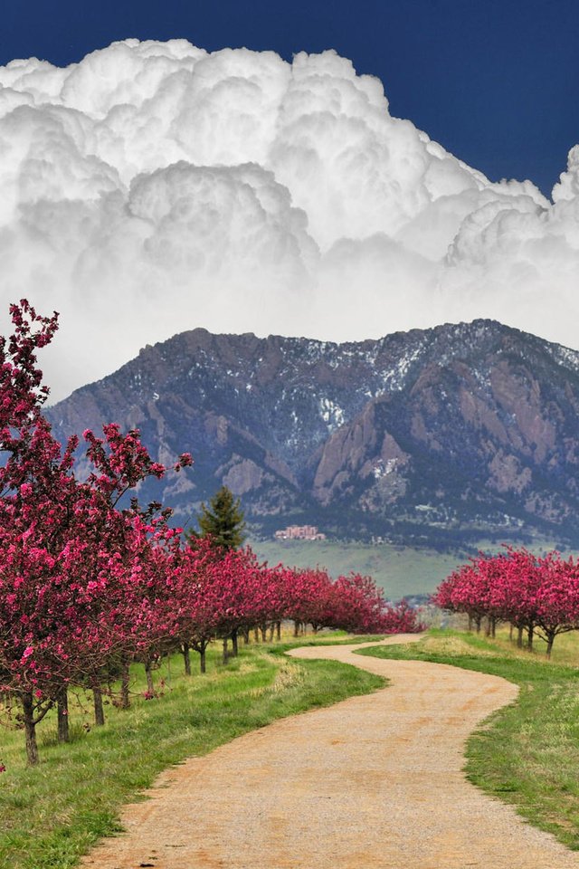 Обои небо, дорога, облака, деревья, горы, цветущее, the sky, road, clouds, trees, mountains, flowering разрешение 1920x1200 Загрузить