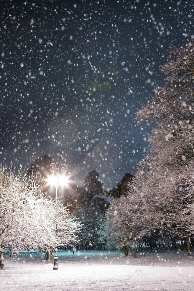Обои ночь, деревья, снег, зима, парк, фонарь, night, trees, snow, winter, park, lantern разрешение 3984x2516 Загрузить