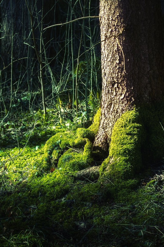 Обои дерево, лес, зелёный, жизни, tree, forest, green, life разрешение 2560x1600 Загрузить