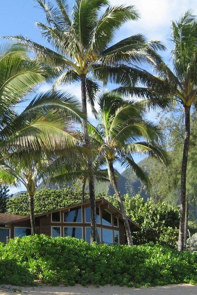 Обои пляж, лето, пальмы, дом, beach, summer, palm trees, house разрешение 1920x1080 Загрузить