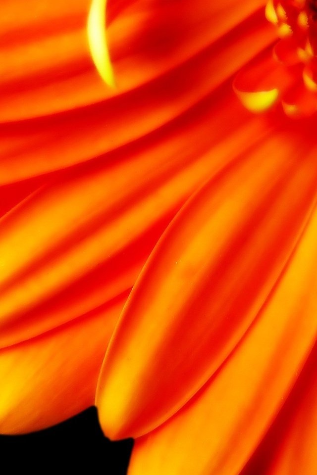 Обои цветок, лепестки, оранжевый, черный фон, гербера, flower, petals, orange, black background, gerbera разрешение 1920x1200 Загрузить