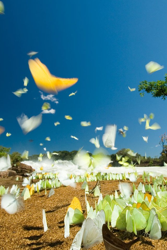 Обои бабочки, бразилия, национальный парк джуруена, butterfly, brazil, national park juruena разрешение 1920x1200 Загрузить