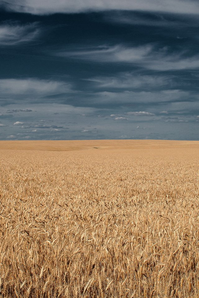 Обои небо, тучи, поле, горизонт, колосья, the sky, clouds, field, horizon, ears разрешение 1920x1200 Загрузить