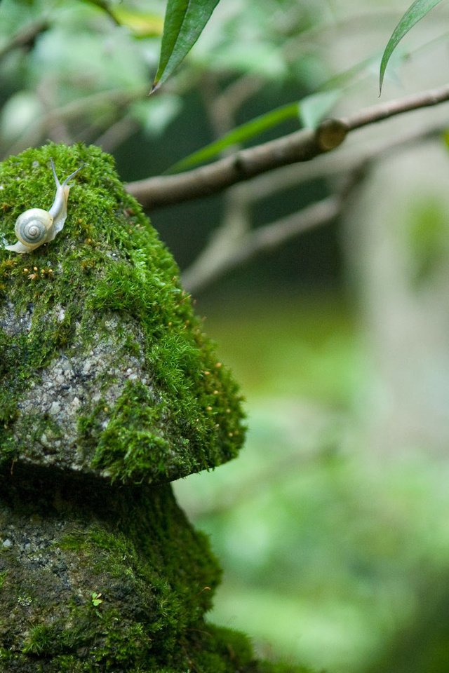 Обои природа, камни, размытость, мох, улитка, nature, stones, blur, moss, snail разрешение 1920x1200 Загрузить