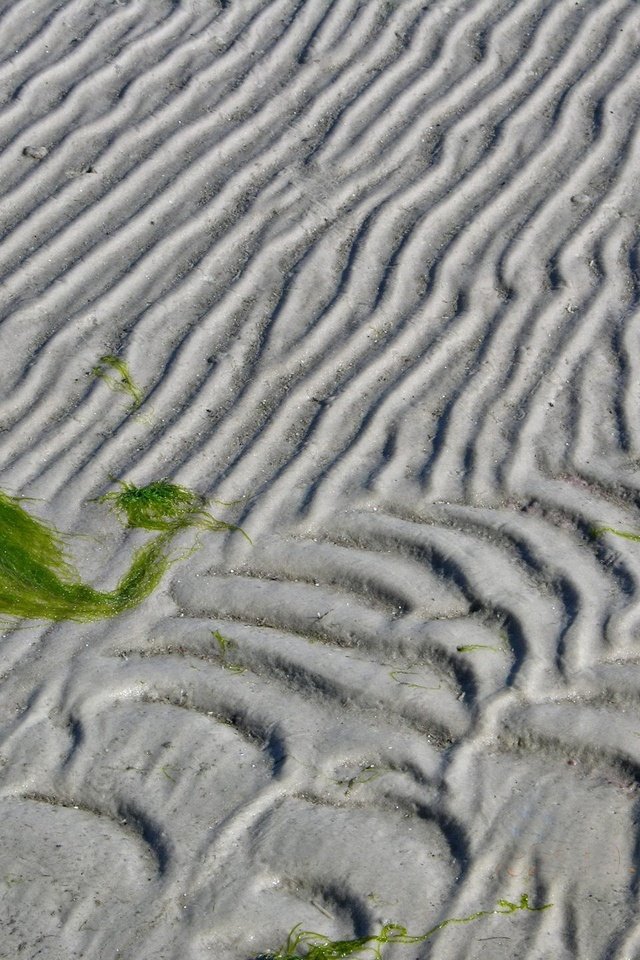 Обои линии, песок, водоросли, line, sand, algae разрешение 1920x1440 Загрузить