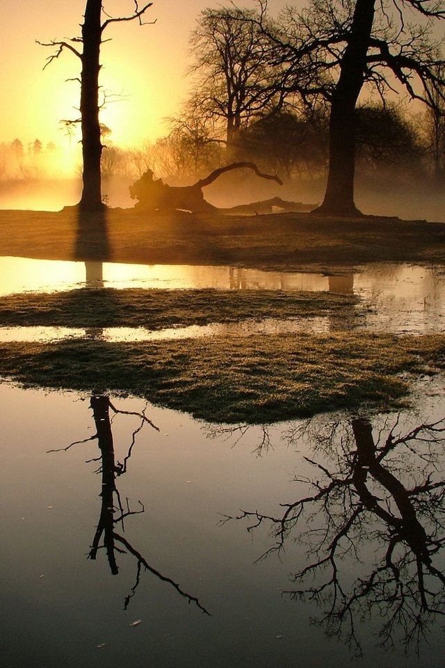 Обои деревья, утро, туман, trees, morning, fog разрешение 1920x1440 Загрузить