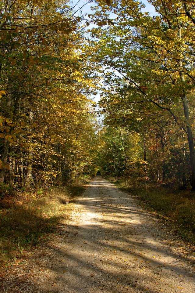 Обои дорога, солнце, лес, лучи, осень, грунтовая, road, the sun, forest, rays, autumn разрешение 1920x1200 Загрузить