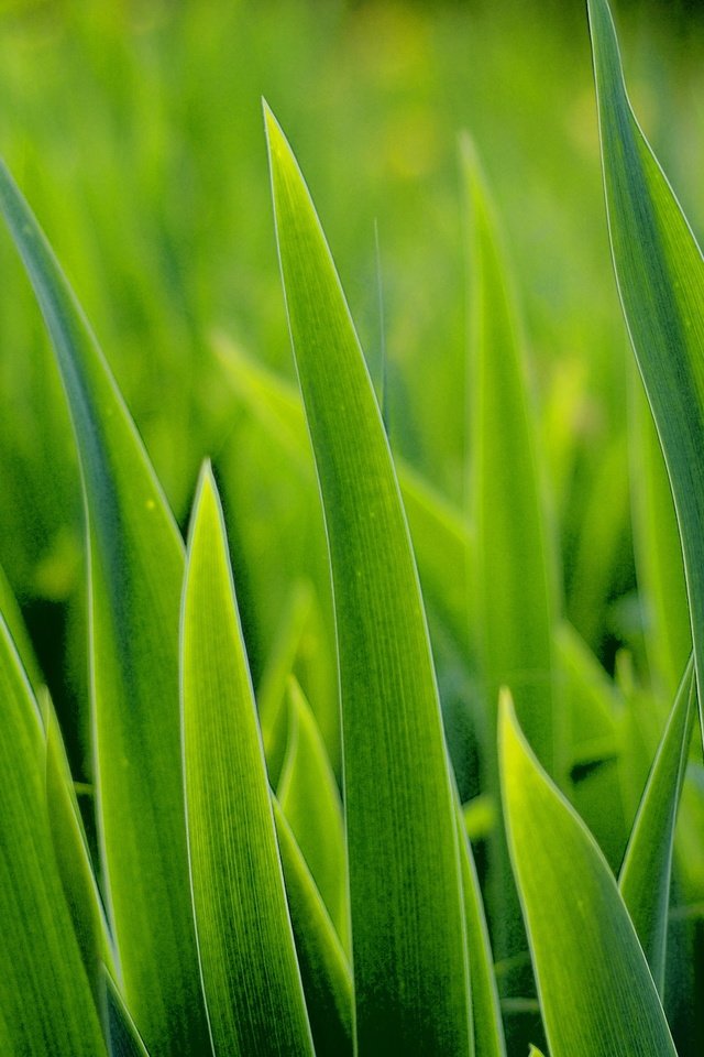 Обои трава, макро, зеленая, grass, macro, green разрешение 2560x1600 Загрузить