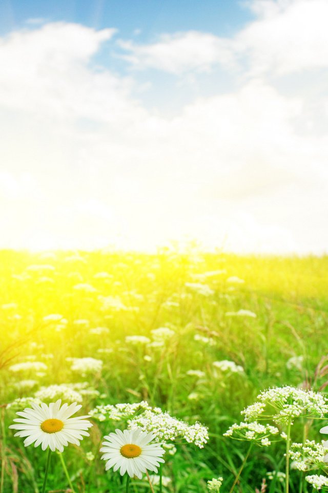 Обои цветы, макро, фото, поле, сад, ромашка, ромашки, flowers, macro, photo, field, garden, daisy, chamomile разрешение 2560x1600 Загрузить