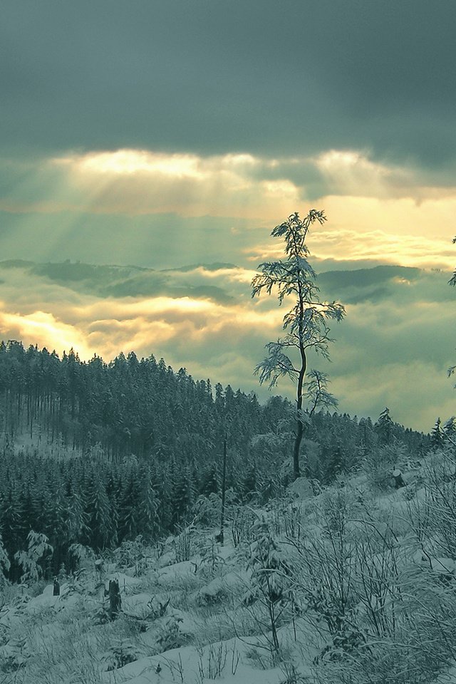 Обои снег, лес, лучи, snow, forest, rays разрешение 1920x1080 Загрузить