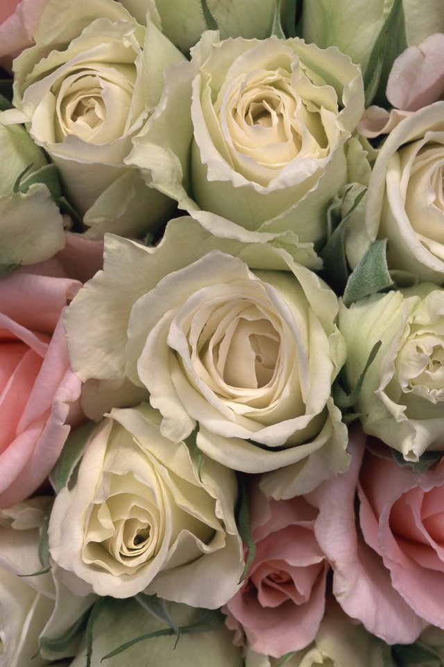 Обои бутоны, розы, красота, букет, охопка, buds, roses, beauty, bouquet, kopka разрешение 2950x2094 Загрузить