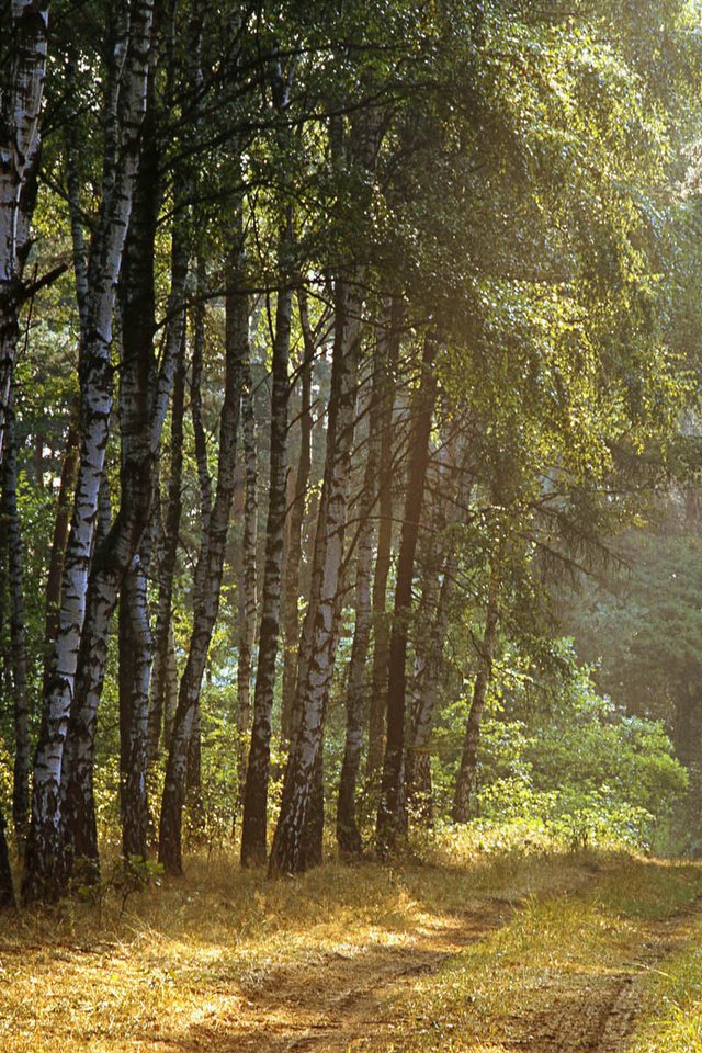 Обои дорога, деревья, лес, лучи, березы, road, trees, forest, rays, birch разрешение 1920x1200 Загрузить