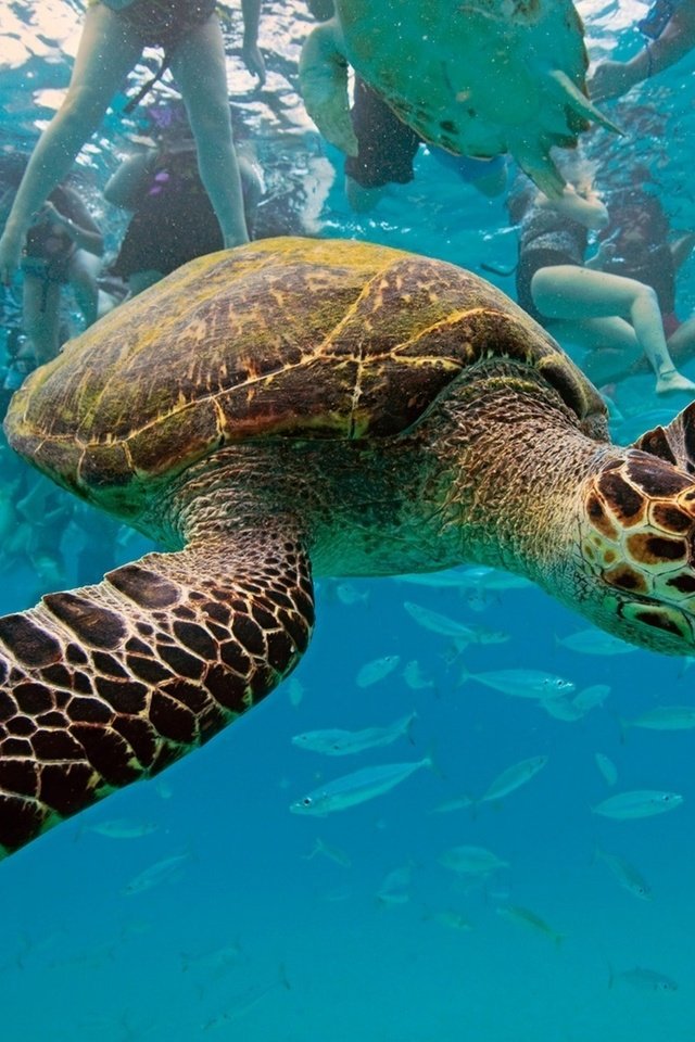 Обои черепаха, бисса, настоящая каретта, рептилия, hawksbill turtle, eretmochelys imbricata, барбадос, вест-индия, карибское море, turtle, bissa, a real honour to be, reptile, barbados, west indies, the caribbean sea разрешение 1920x1202 Загрузить