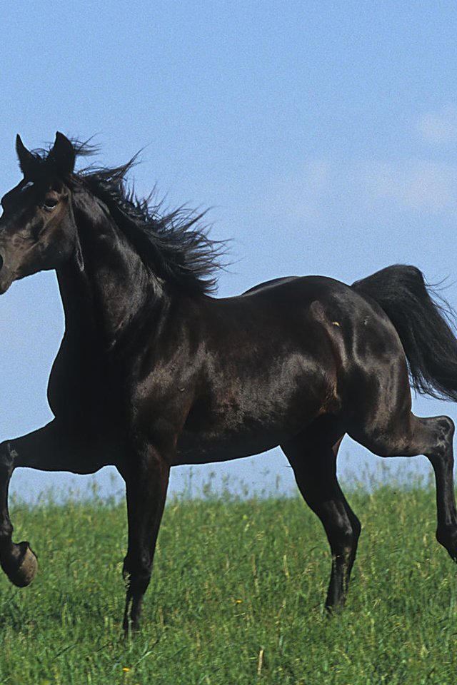 Обои лошадь, черный, степь, жеребец, голоп, horse, black, the steppe, stallion, the golop разрешение 1920x1080 Загрузить