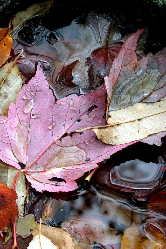 Обои вода, листья, осень, water, leaves, autumn разрешение 2364x1936 Загрузить