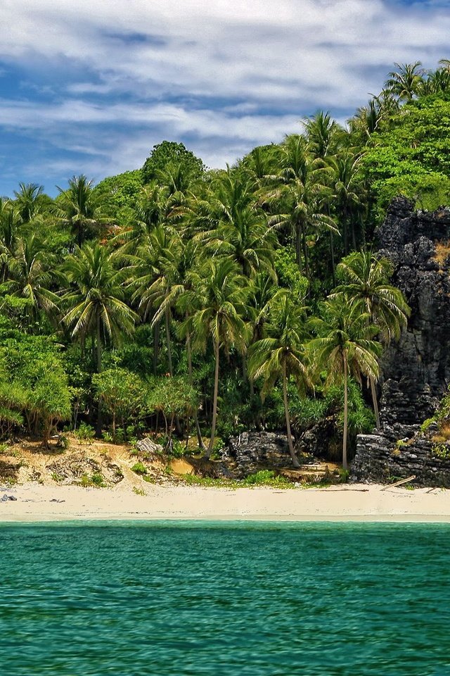 Обои пляж, пальмы, в укромном месте, beach, palm trees, in a secluded place разрешение 1920x1200 Загрузить