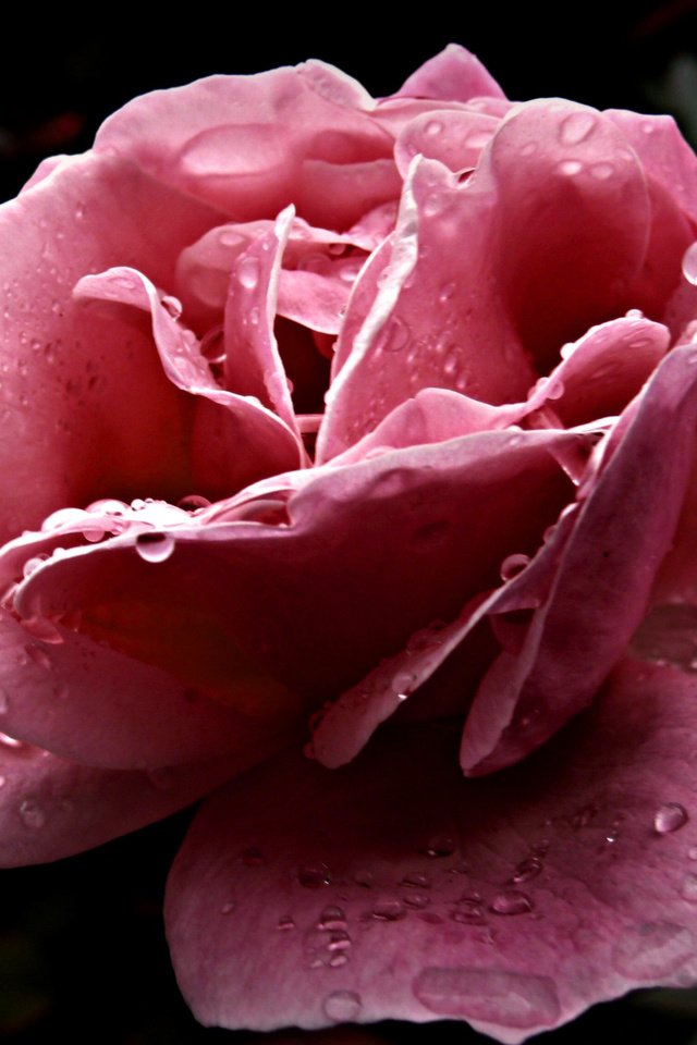 Обои цветок, роса, капли, лепестки, розовый, flower, rosa, drops, petals, pink разрешение 1920x1200 Загрузить