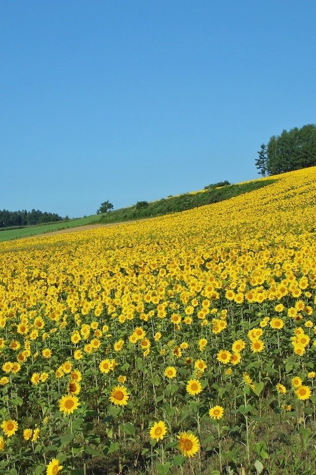 Обои поле, лето, подсолнухи, field, summer, sunflowers разрешение 1920x1200 Загрузить