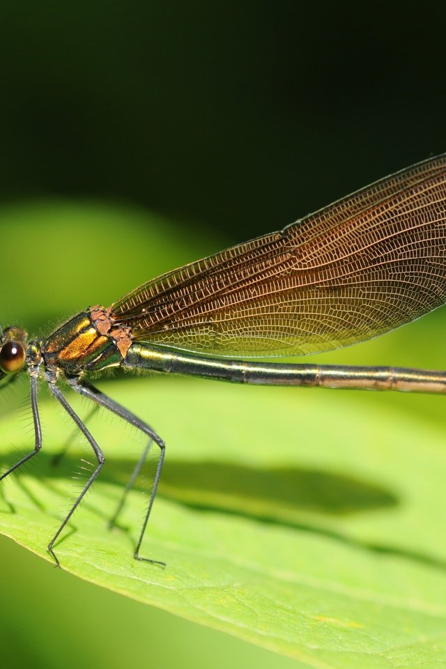 Обои зелёный, лист, насекомые, стрекоза, green, sheet, insects, dragonfly разрешение 4288x2848 Загрузить