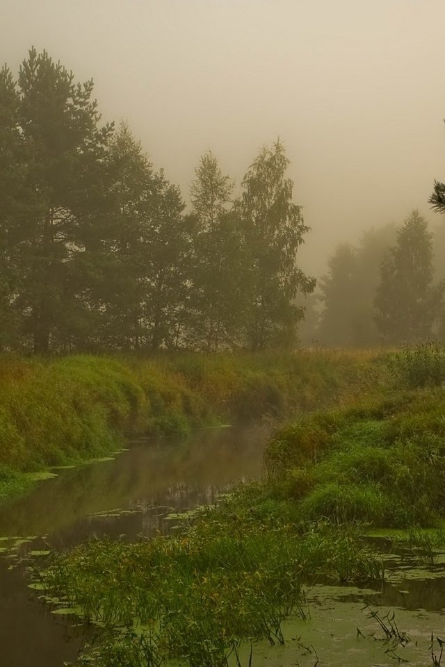 Обои лес, болото, туман, forest, swamp, fog разрешение 1920x1200 Загрузить