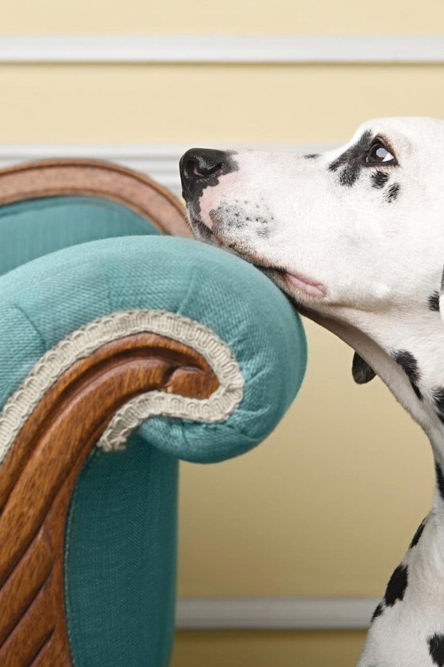 Обои взгляд, собака, кресло, пес, далматинец, look, dog, chair, dalmatians разрешение 1920x1200 Загрузить