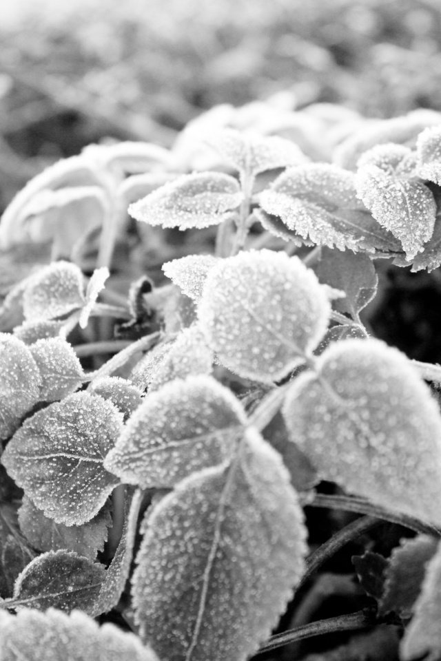 Обои листья, мороз, иней, чёрно-белое, черно-белая, leaves, frost, black and white разрешение 2560x1600 Загрузить