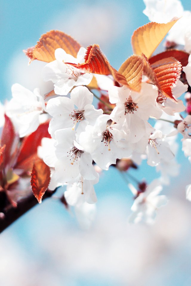 Обои белый, весна, вишня, white, spring, cherry разрешение 2560x1600 Загрузить